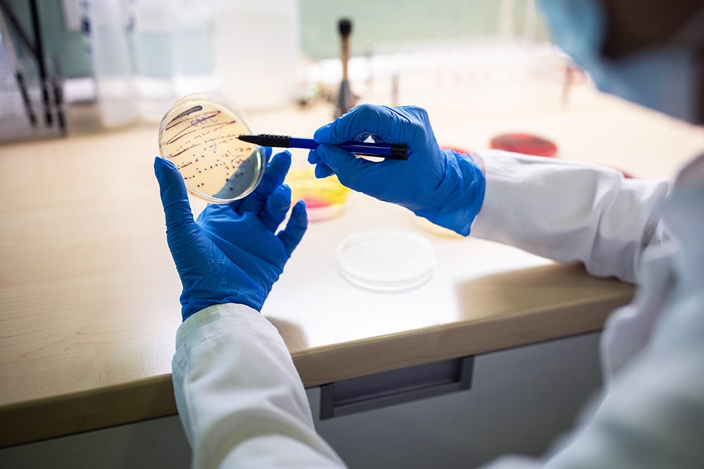 GI-1313792980_Staphylococcus